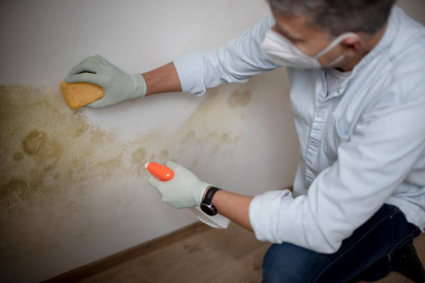 Best Mold Removal Near Me  in Spanish Fork, UT