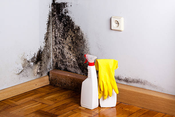 Best Black Mold Removal  in Spanish Fork, UT